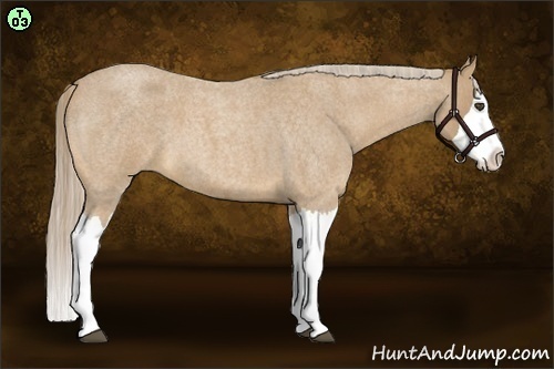 Horse Color:Palomino Roan Splash 
