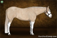 Horse Color:Palomino Roan Splash