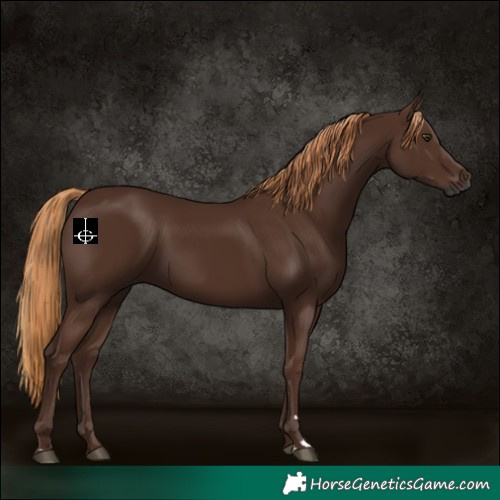 Horse Color:Gray Chestnut 