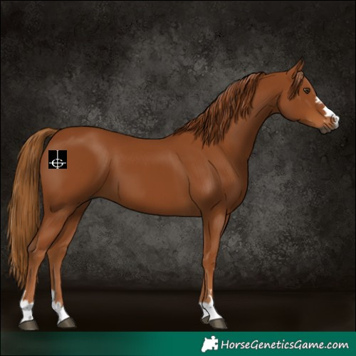 Horse Color:Gray Chestnut 