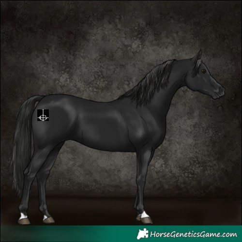 Horse Color:Gray Smoky Black 