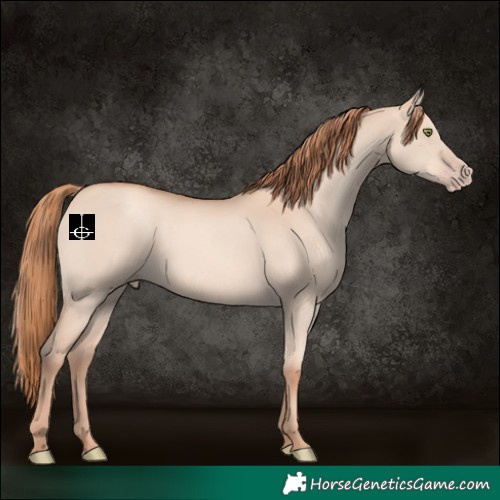 Horse Color:Gold Champagne Dun 