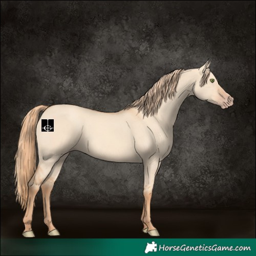 Horse Color:Gold Champagne Dun 