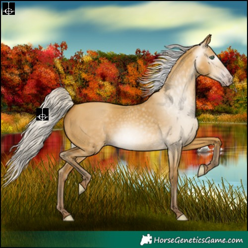 Horse Color:Gray Silver Amber Cream Champagne Dun 