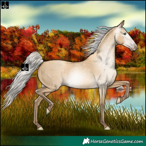 Horse Color:Gray Silver Amber Cream Champagne Dun 