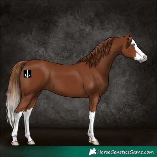 Horse Color:Gray Chestnut Splash 