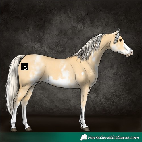 Horse Color:White Spotted Palomino Dun Frame 