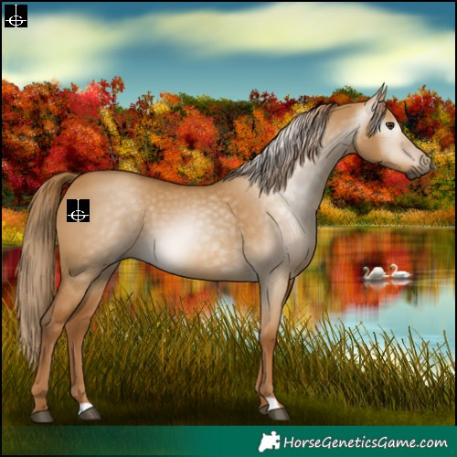 Horse Color:Gray Red Dun 