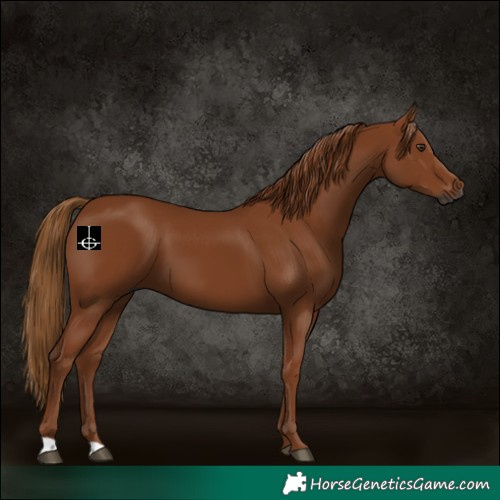 Horse Color:Gray Chestnut 