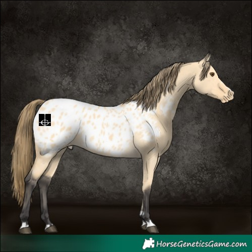 Horse Color:Buckskin Dun Blanket 