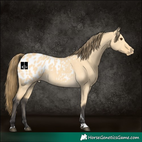 Horse Color:Buckskin Dun Blanket 