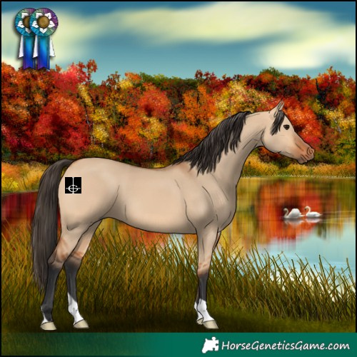 Horse Color:Bay Dun 