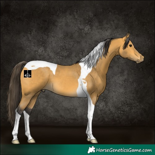 Horse Color:Buckskin Tobiano 