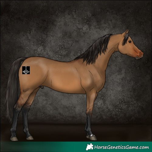 Horse Color:Gray Bay Dun 