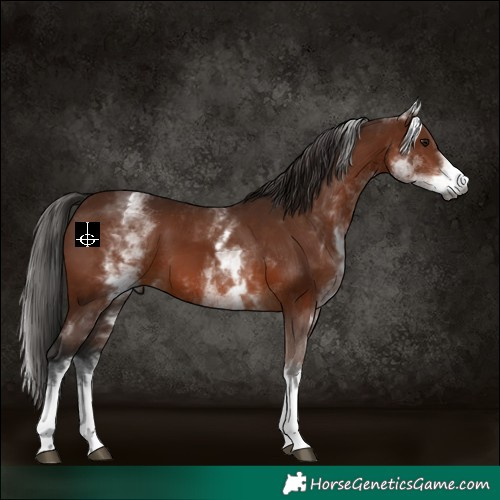 Horse Color:Gray White Spotted Bay 