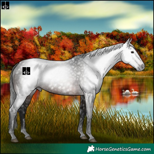 Horse Color:Gray Bay Rabicano 