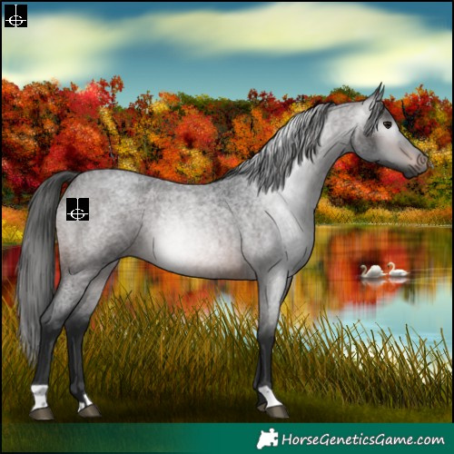 Horse Color:Gray Brown Roan 