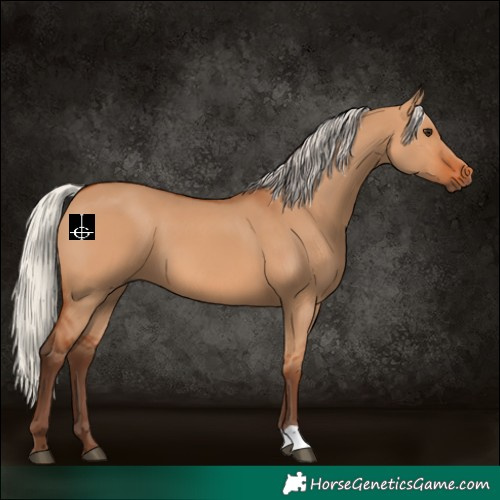 Horse Color:Silver Bay Dun 