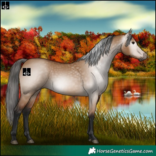 Horse Color:Gray Bay Dun 