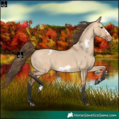 Horse Color:Bay Dun Frame Appaloosa 