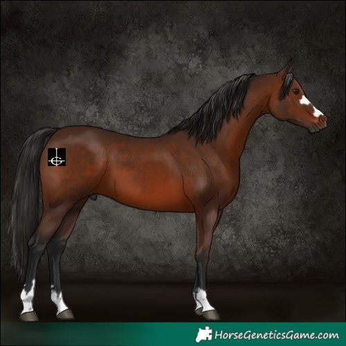 Horse Color:Gray Bay 