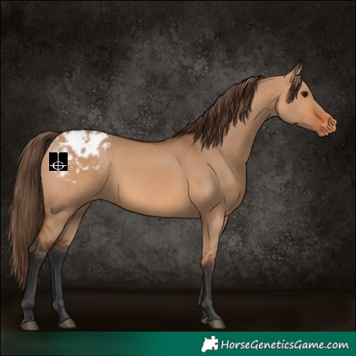 Horse Color:Bay Dun Appaloosa 