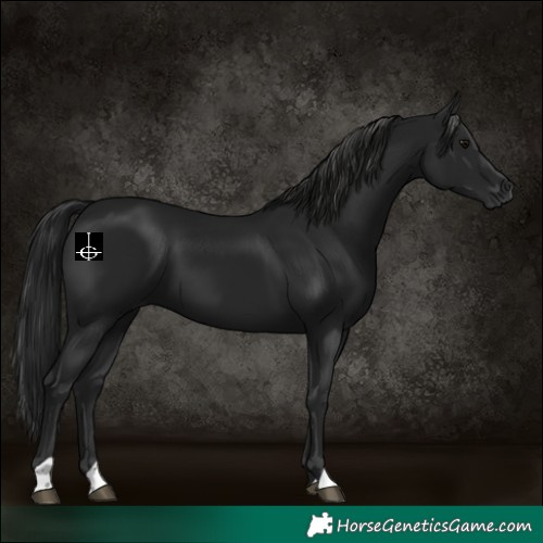 Horse Color:Gray Black 
