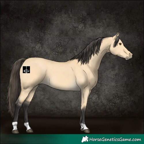 Horse Color:Buckskin Dun 