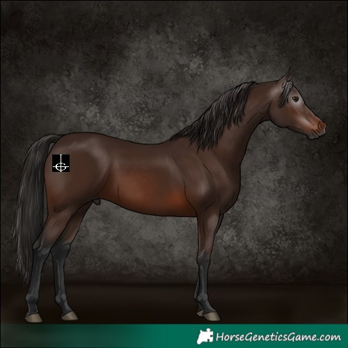 Horse Color:Gray Bay 