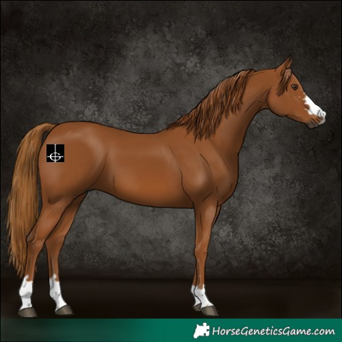 Horse Color:Gray Chestnut 