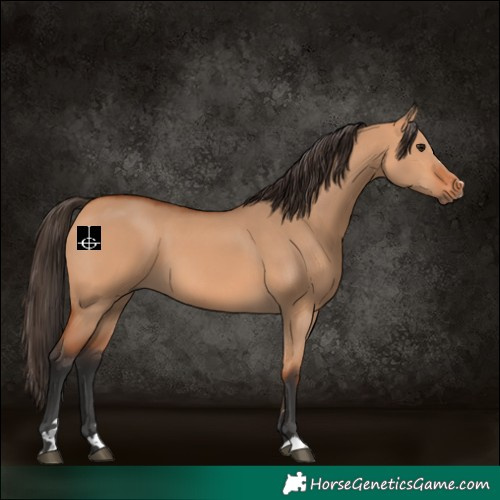 Horse Color:Bay Dun 