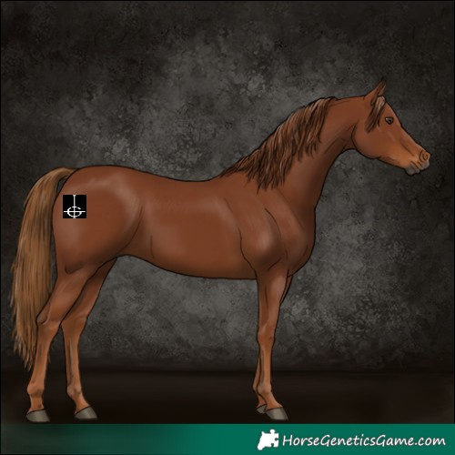 Horse Color:Gray Chestnut 