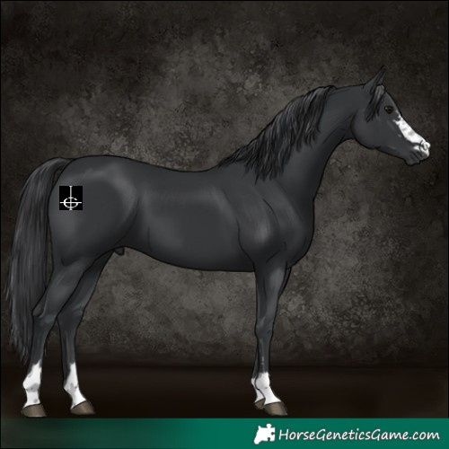 Horse Color:Black 