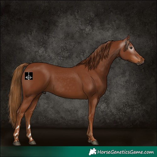 Horse Color:Gray Chestnut 