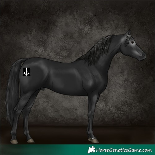Horse Color:Gray Black 
