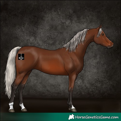 Horse Color:Gray Silver Bay 