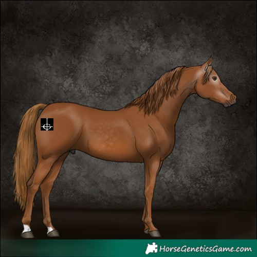 Horse Color:Gray Chestnut 