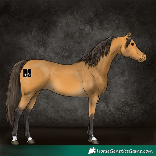 Horse Color:Buckskin 