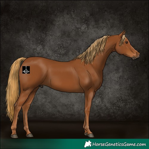 Horse Color:Gray Chestnut 
