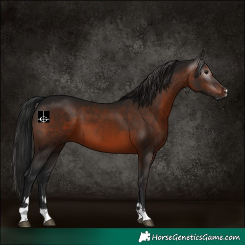 Horse Color:Gray Bay 