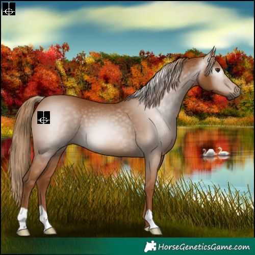Horse Color:Gray Chestnut 