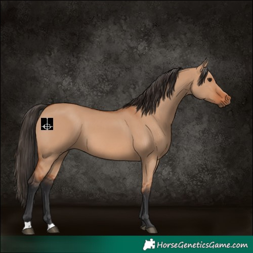 Horse Color:Bay Dun 