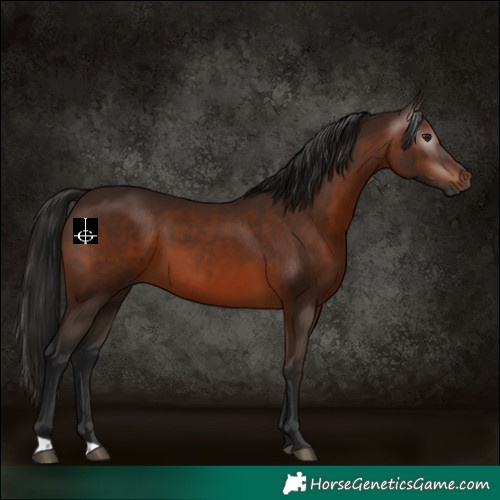 Horse Color:Gray Bay 