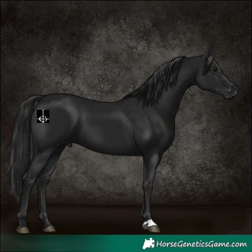 Horse Color:Gray Black 