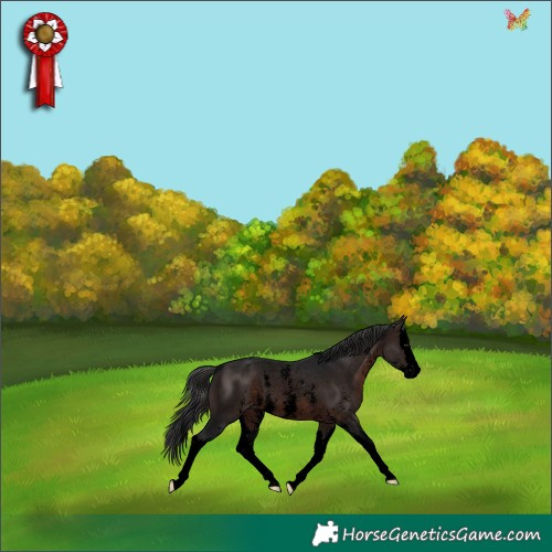 Horse Color:Void Brown Sabino Splash Appaloosa Rabicano 