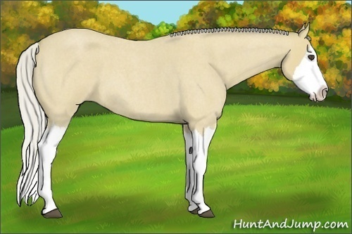 Horse Color:Silver Buckskin Roan Splash 