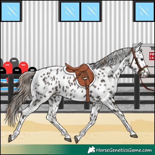 Horse Color:Liver Chestnut Tobiano Appaloosa 