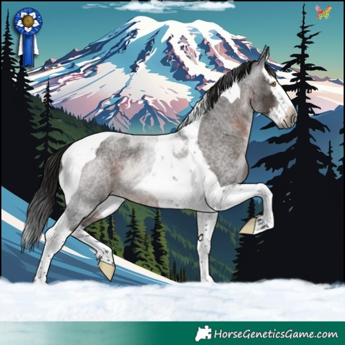 Horse Color:Gray Brown Roan Splash Tobiano Rabicano 