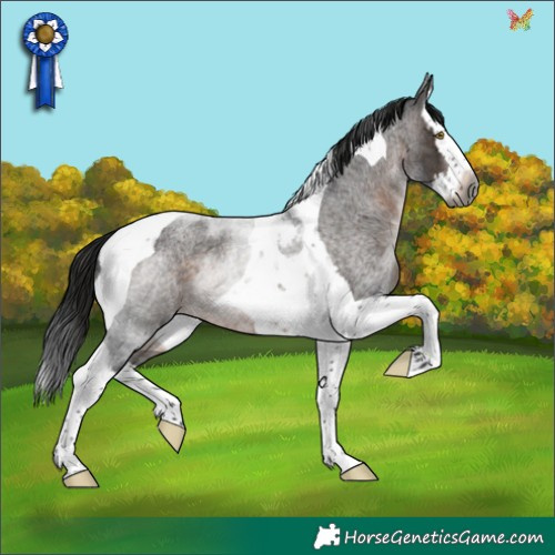 Horse Color:Gray Brown Roan Splash Tobiano Rabicano 