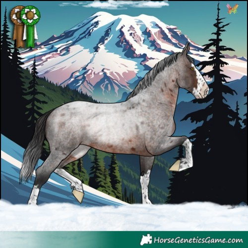 Horse Color:Brown Roan Splash Rabicano 